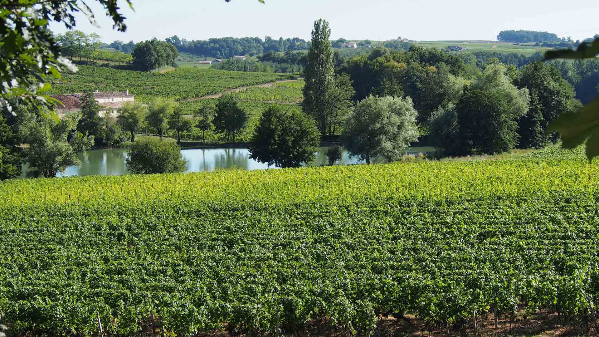 Château Clos de Boüard Image