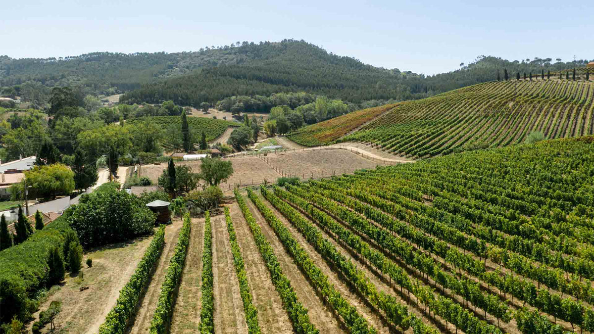Château La Fleur d'Arthus