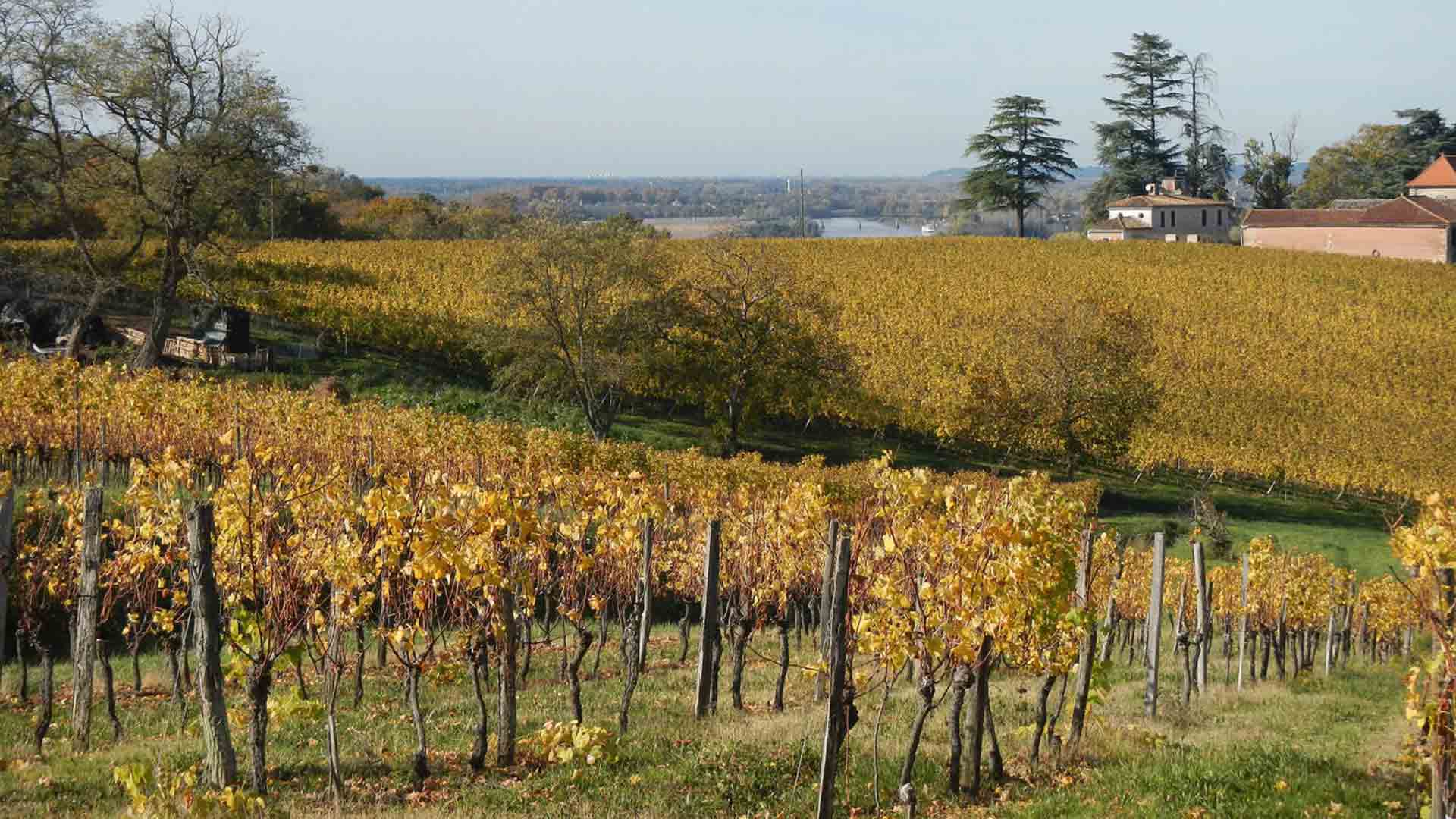 Château La Nère Image