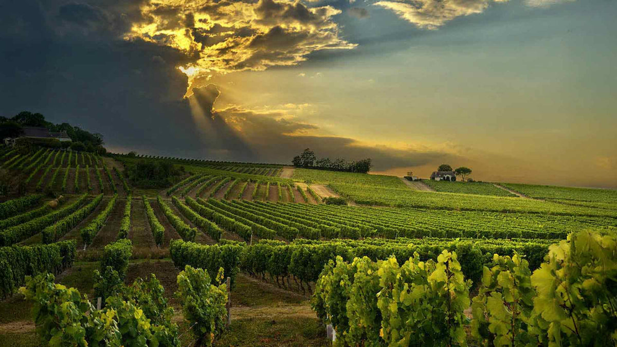 Château Trébiac