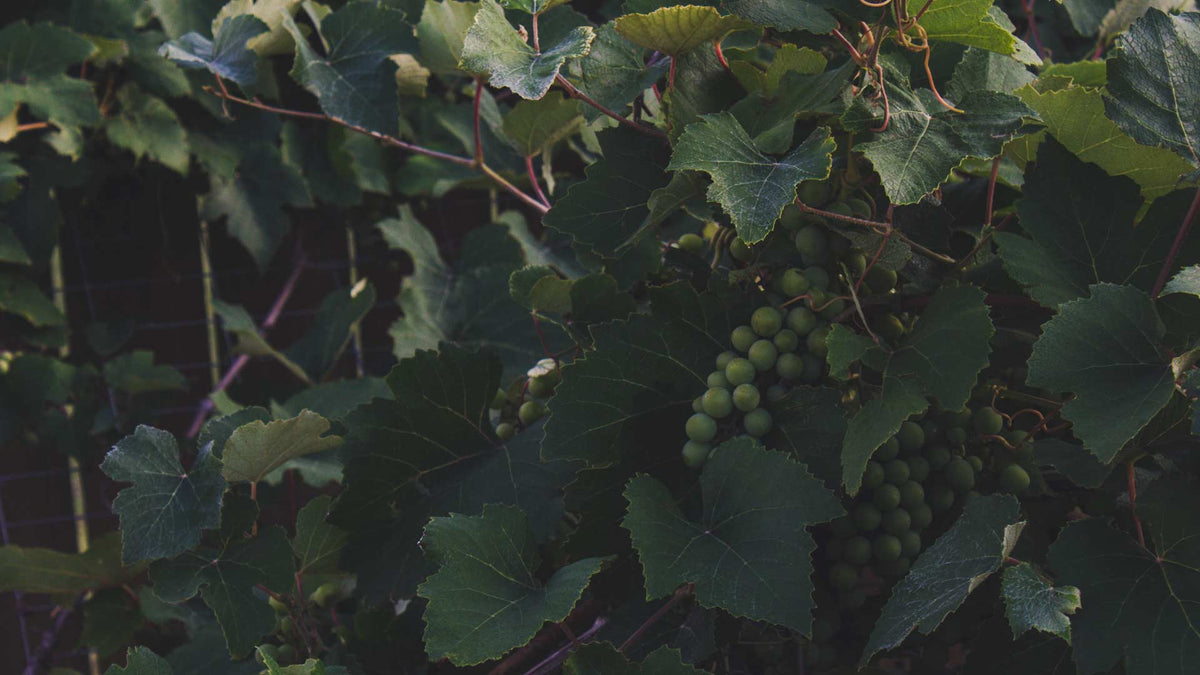 Clos Adrien