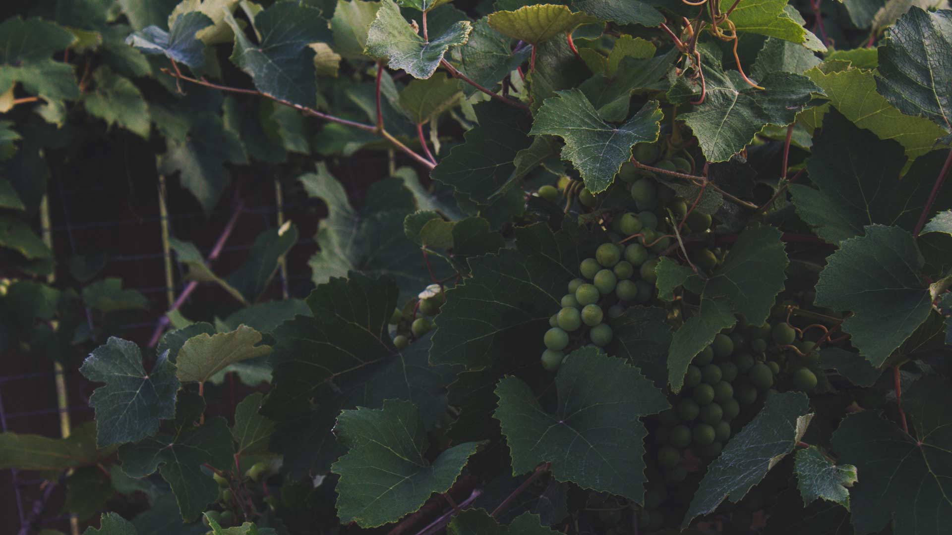 Clos Adrien Image