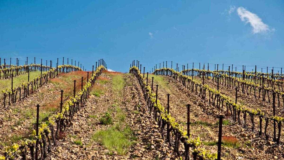 Clos Padulis