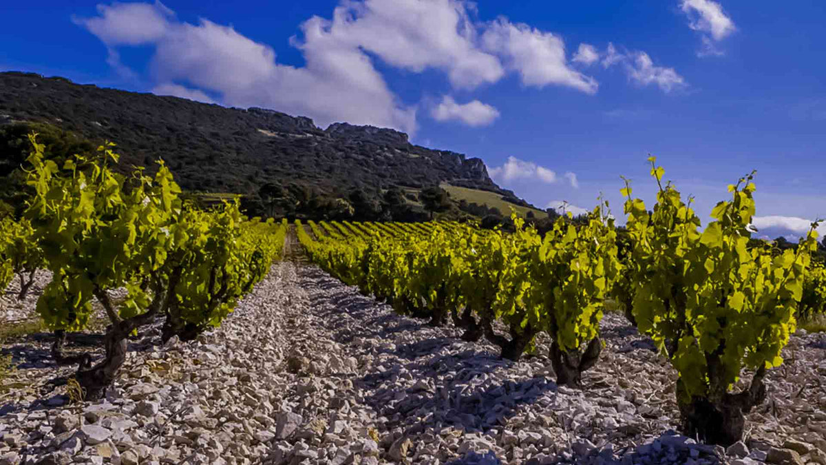 Clos des Cazaux