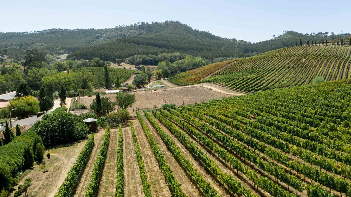 Clos la Roquète