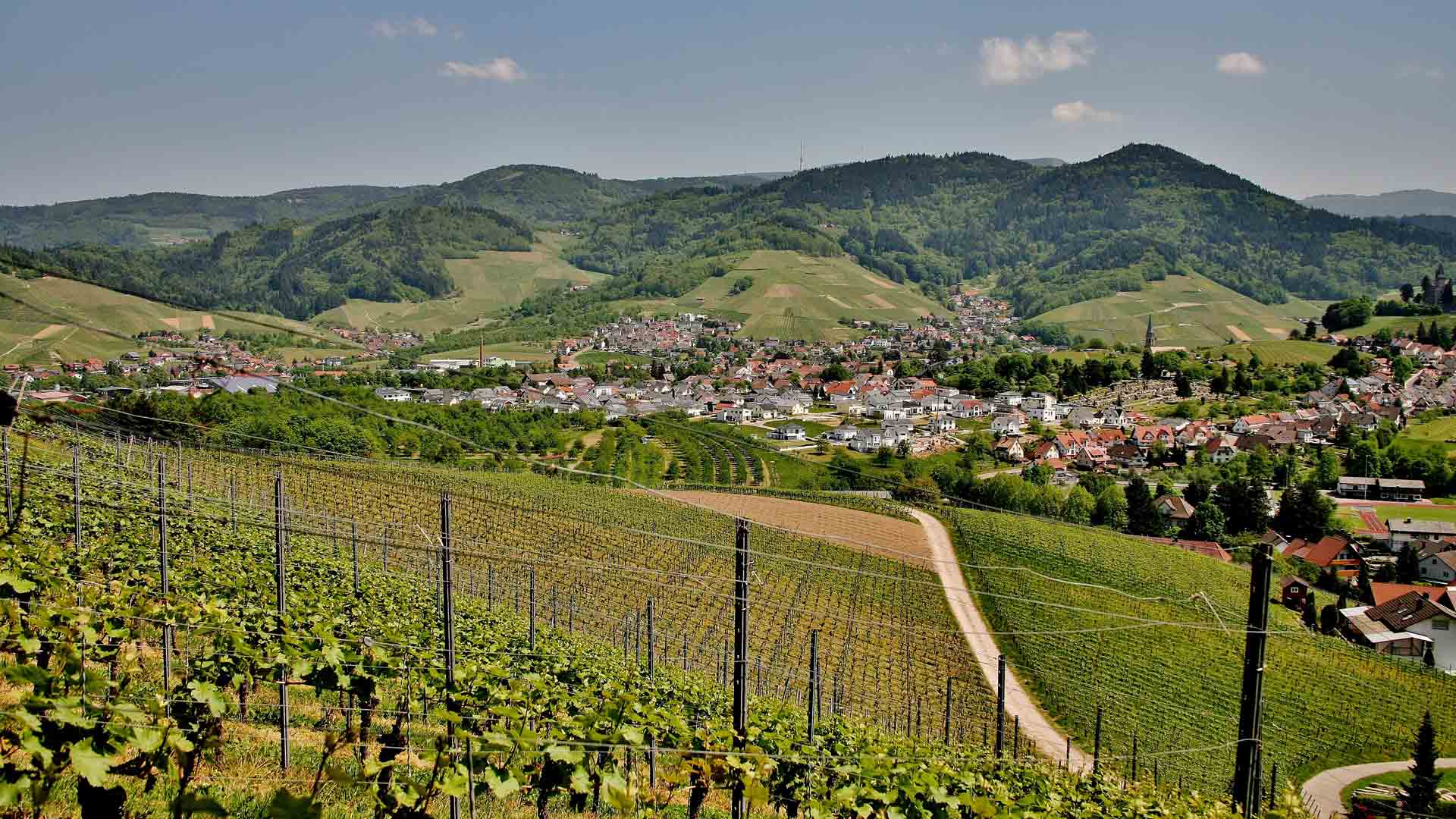 Domaine Alquier Image