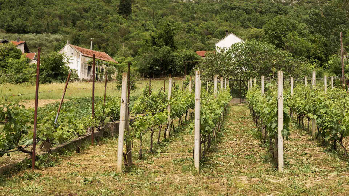 Domaine Cornu-Camus