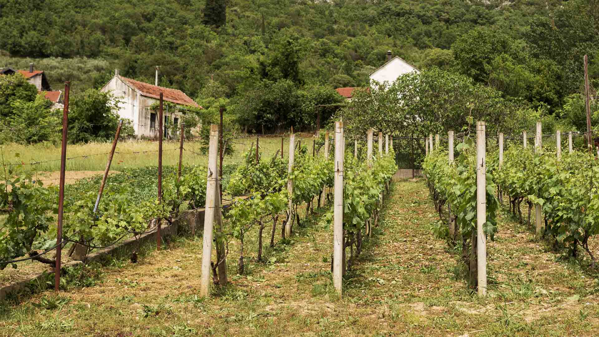Domaine Cornu-Camus