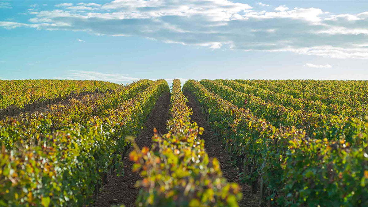 Domaine Coston