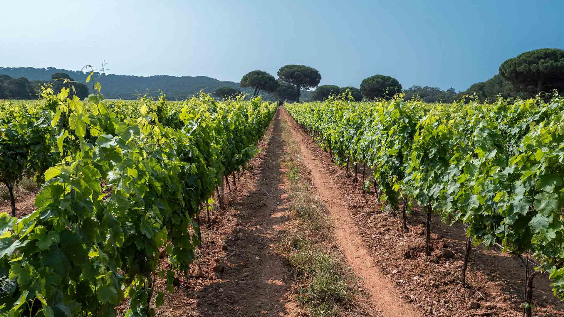 Domaine Courbet