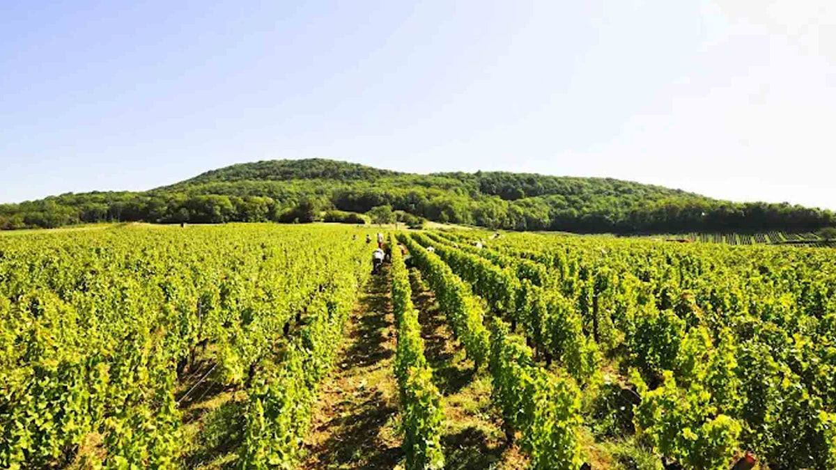 Domaine Dugois