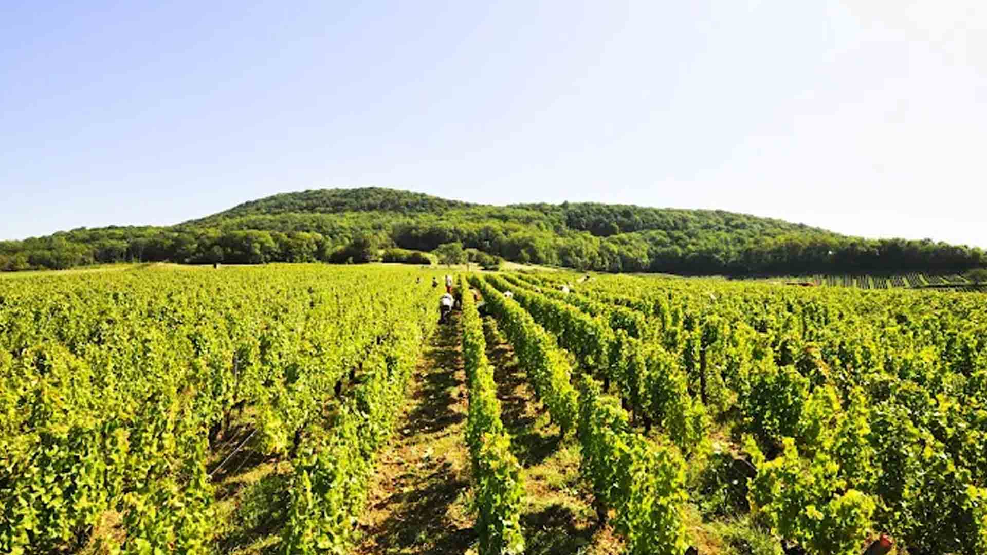 Domaine Dugois