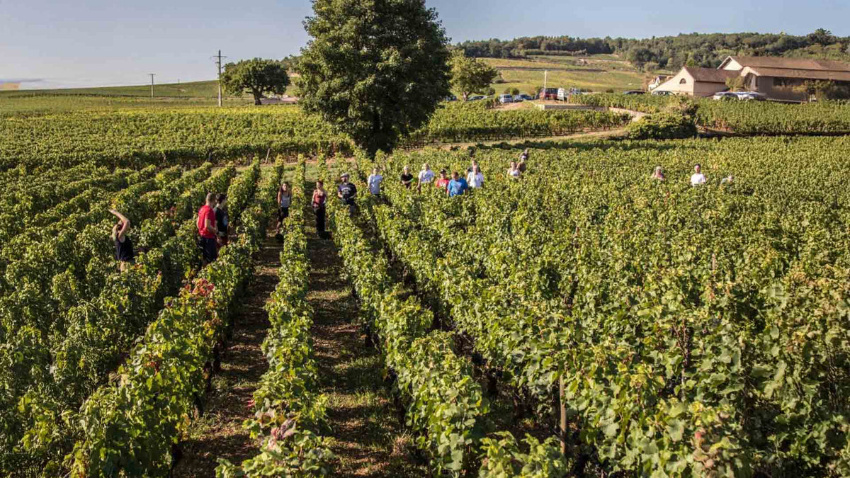 Domaine Felettig