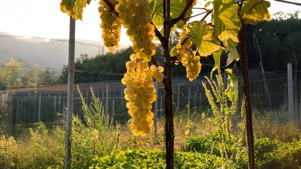 Domaine François Bertheau