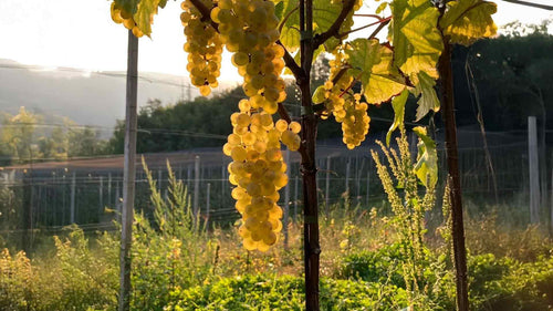Domaine François Bertheau