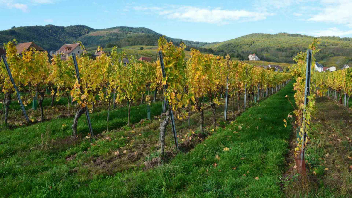Domaine Gaussan