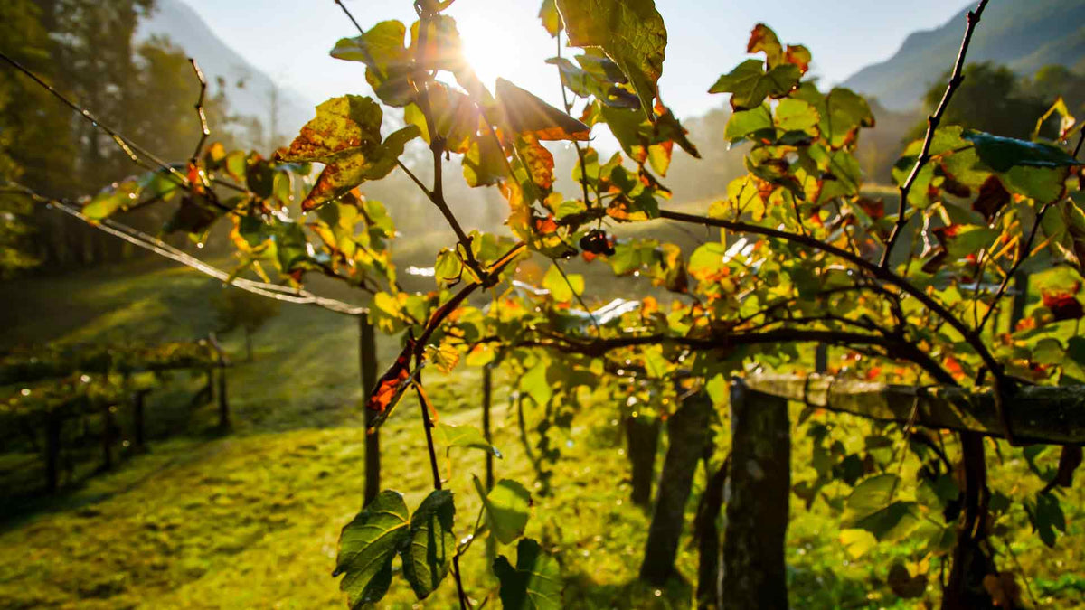 Domaine Gilles Bouton