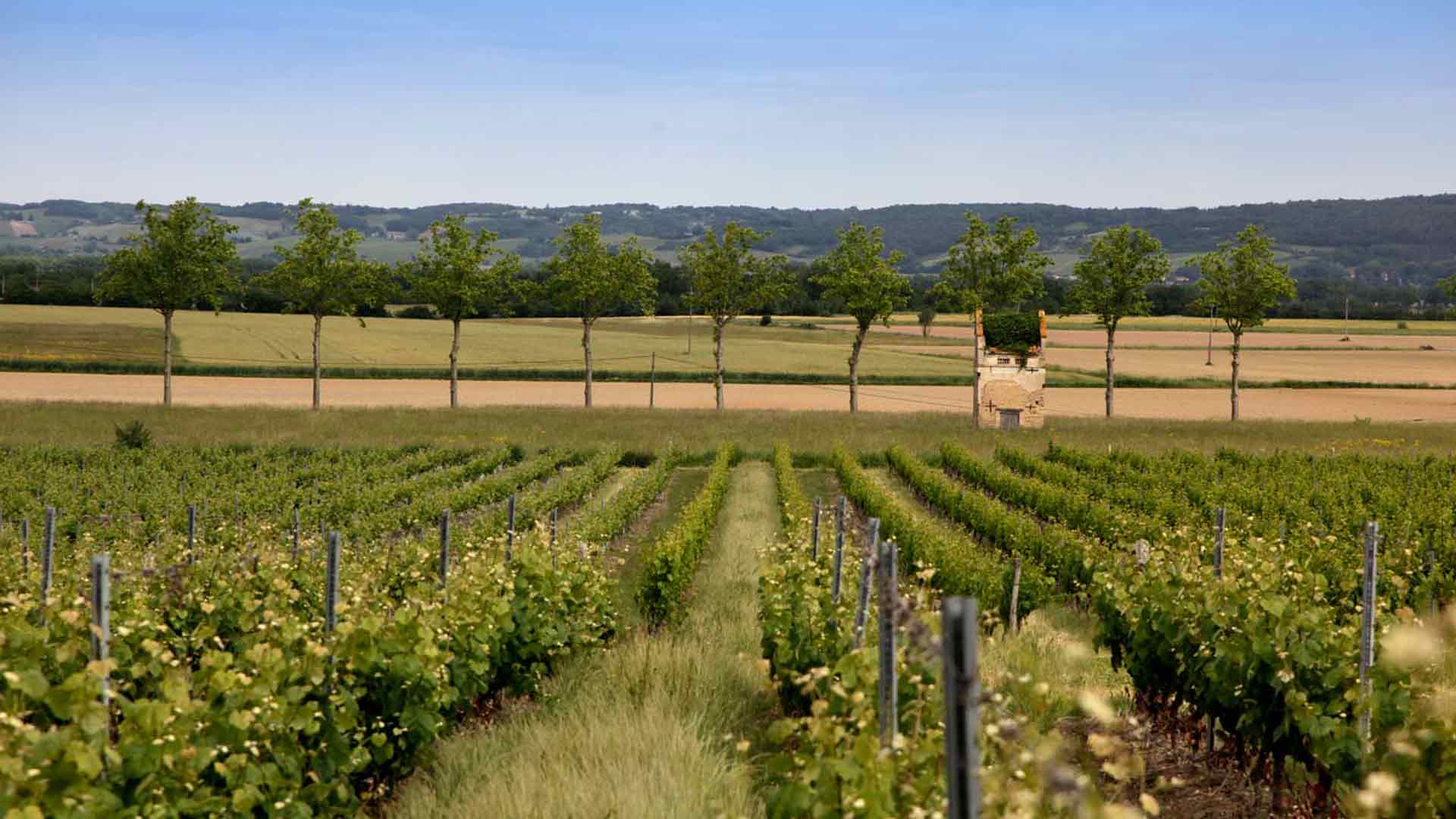Domaine Guy Bocard