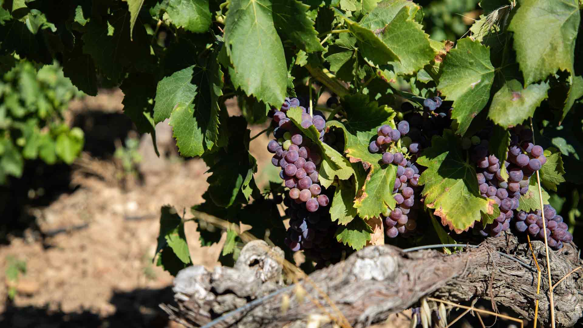 Domaine Haute Févrie Image