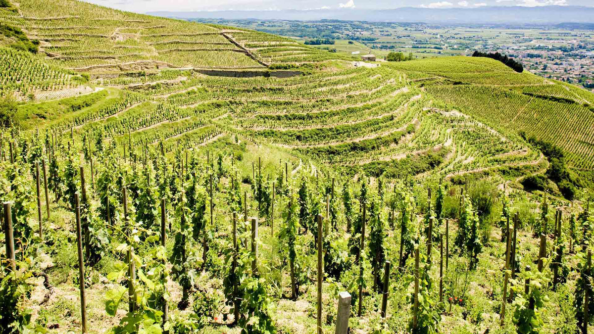 Domaine La Chèvre Bleue