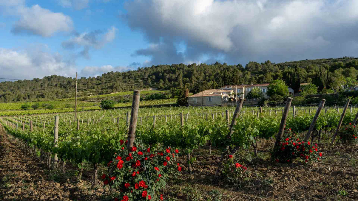 Domaine La rouviole