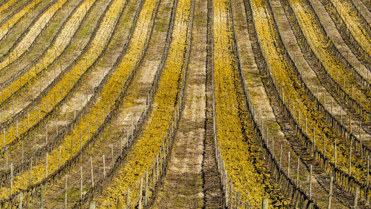 Domaine Laguerre
