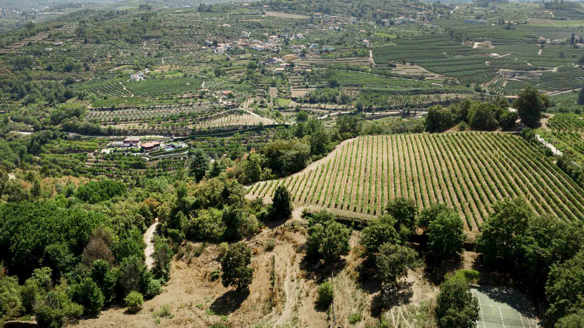 Domaine Macle