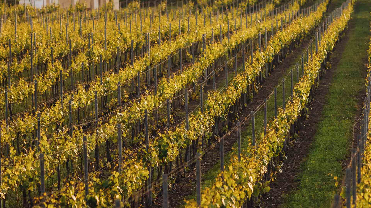 Domaine Montageron