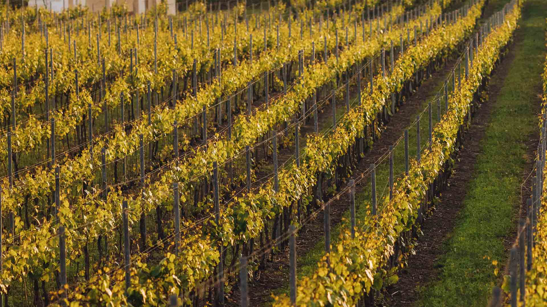 Domaine Montageron Image