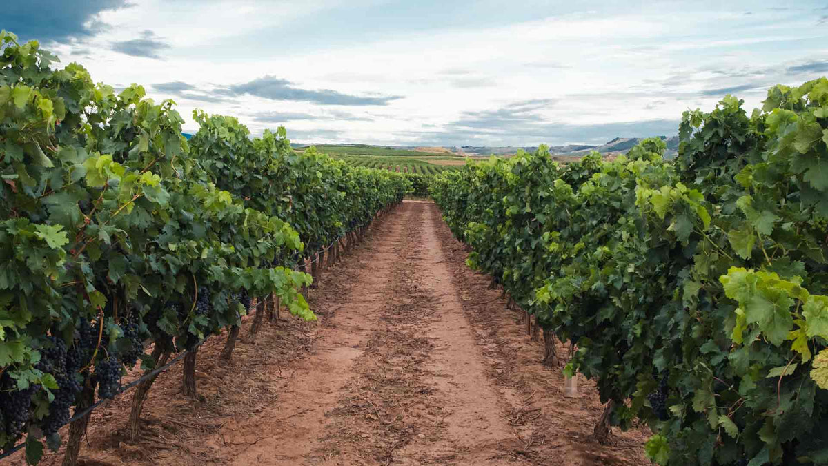 Domaine Mouton