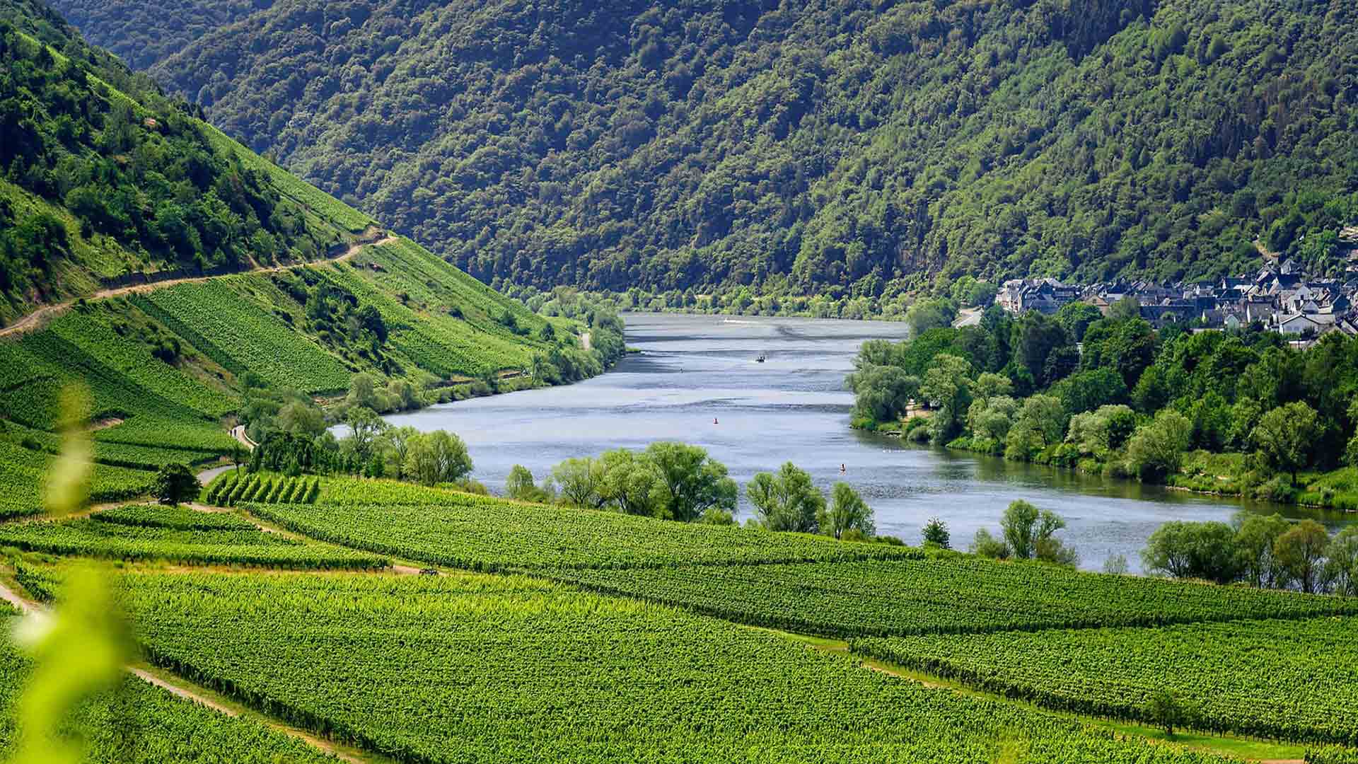 Domaine Patrick Baudouin