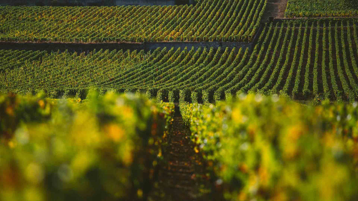 Domaine Pilenium