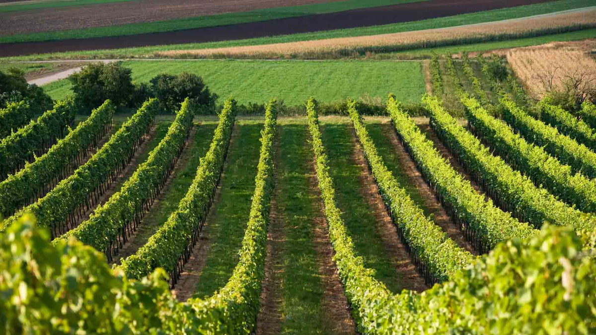 Domaine Semper
