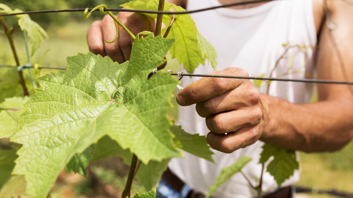 Domaine Seppi Landman