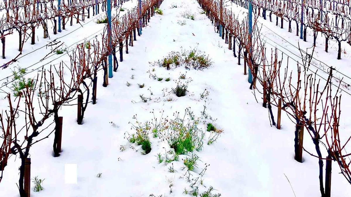 Domaine Thomas Kuhnel