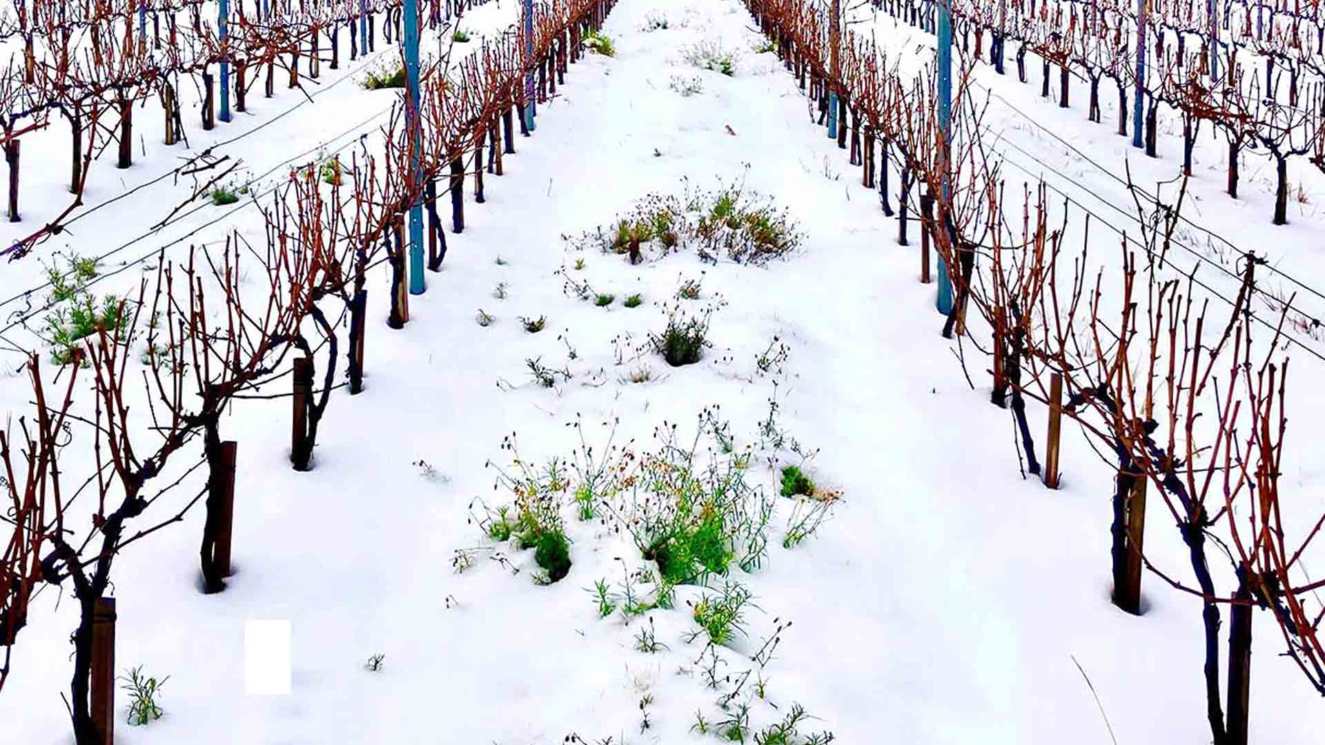 Domaine Thomas Kuhnel Image