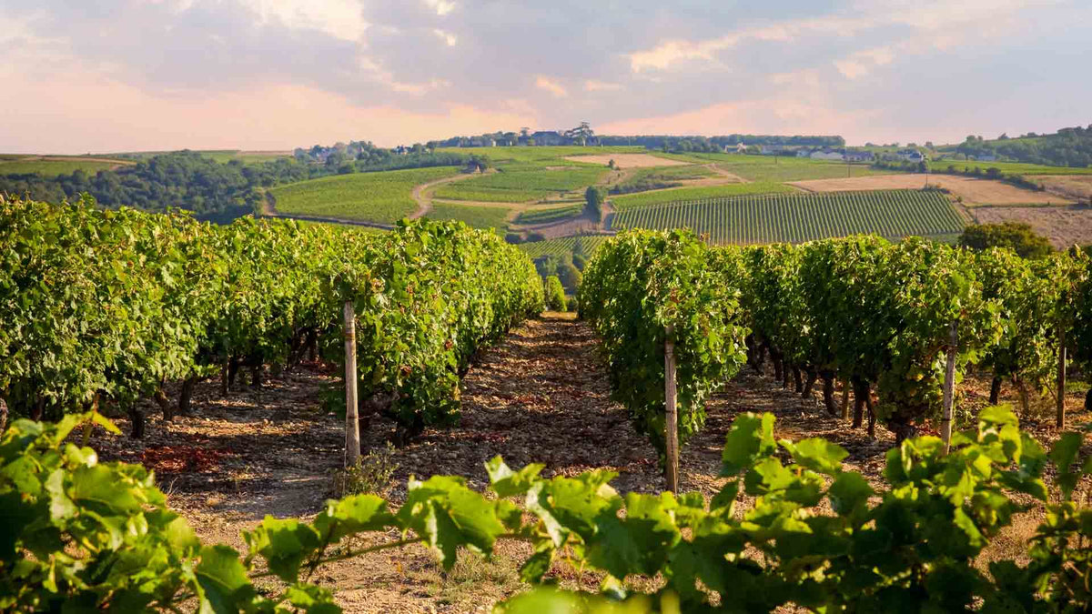 Domaine Vaquer