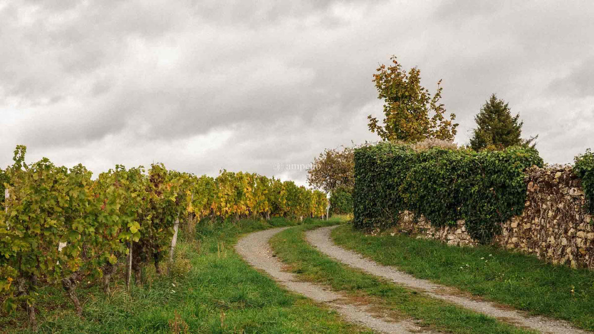 Domaine Xavier Reverchon