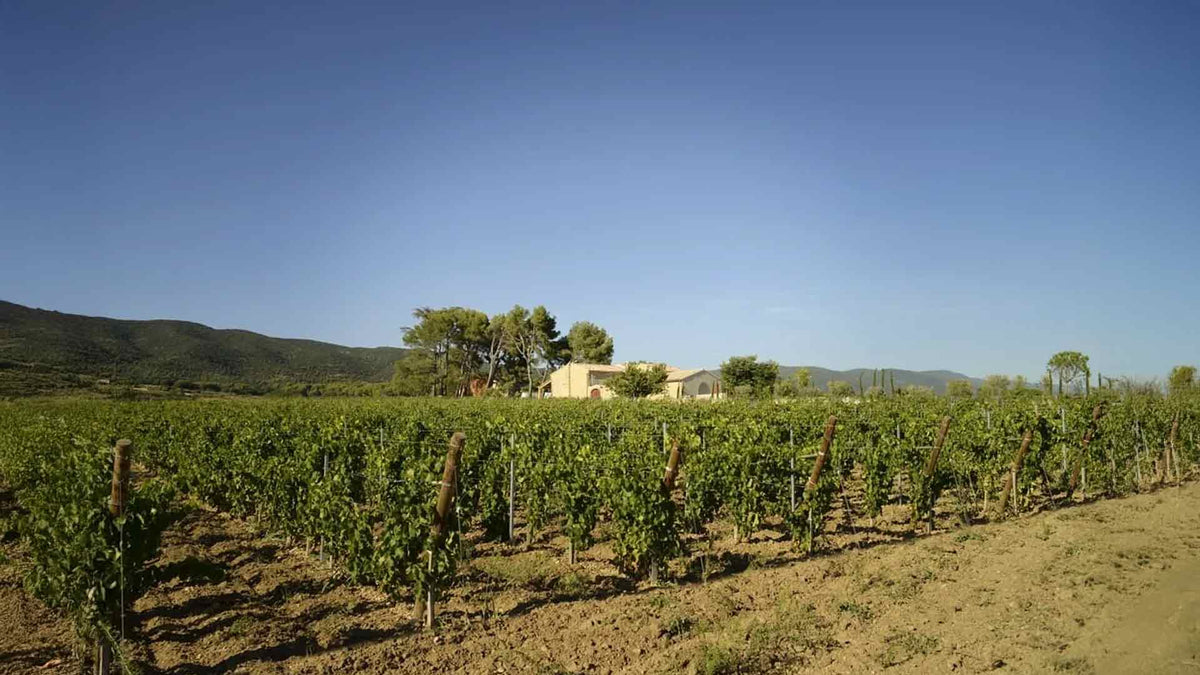 Domaine de MasLauris