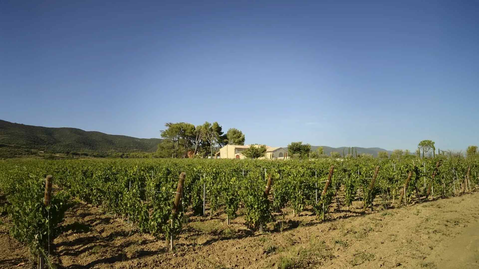 Domaine de MasLauris