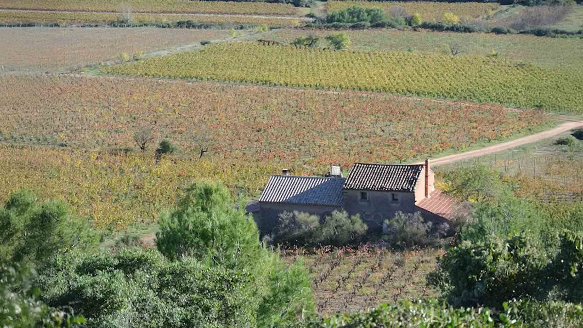 Mas de Cynanque