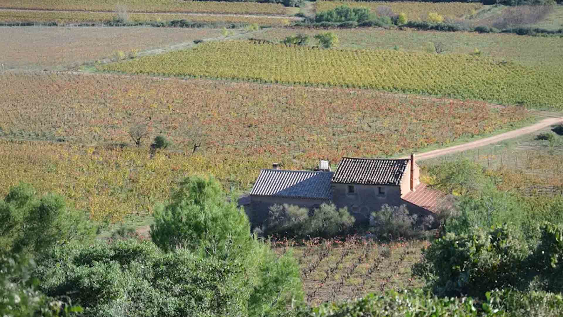 Mas de Cynanque