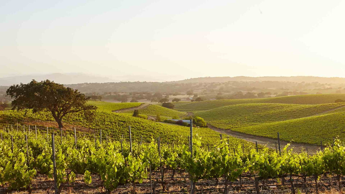 Vignoble Despagne