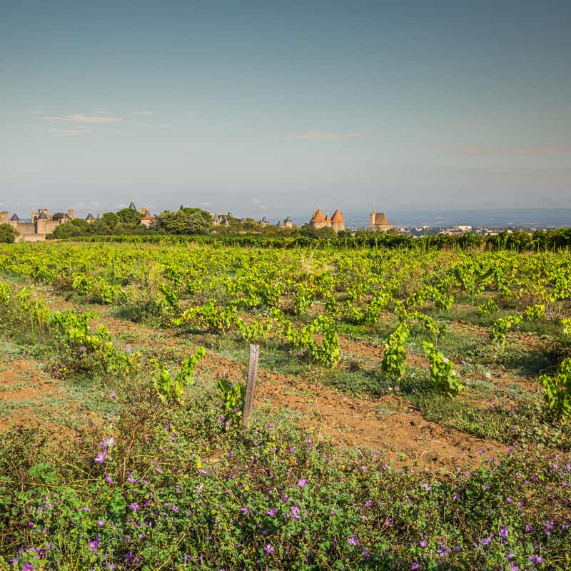 Vins du Languedoc Image
