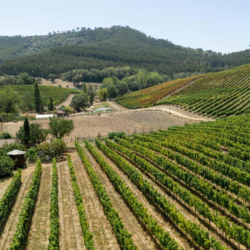 Château La Fleur d'Arthus