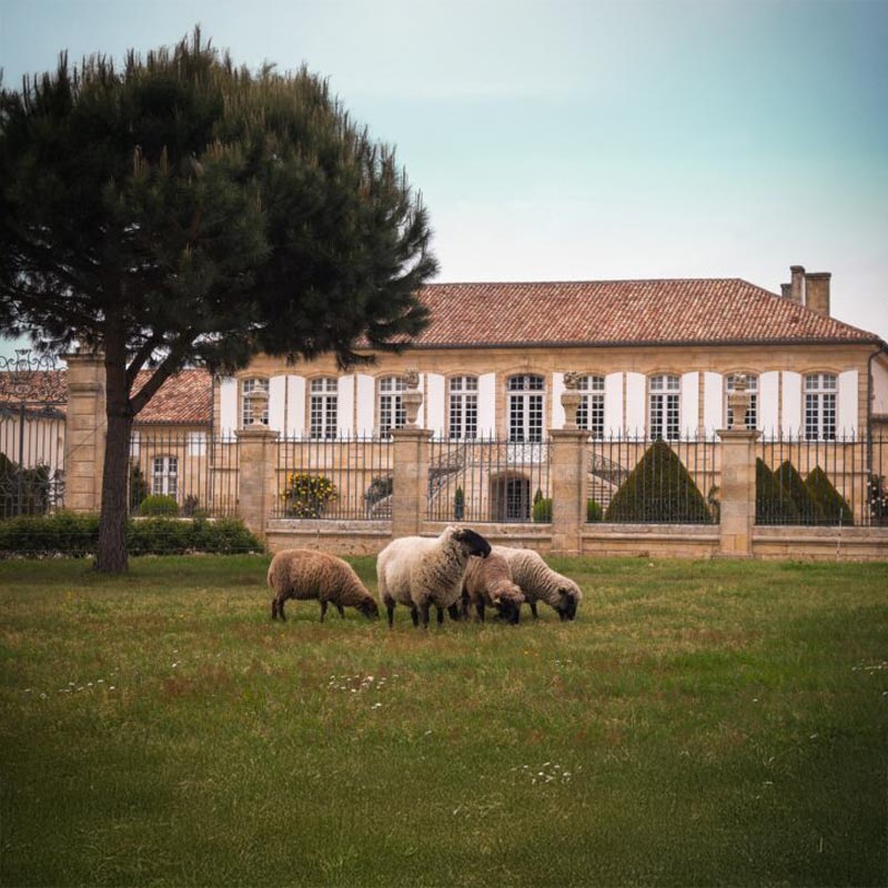 Château La Lagune