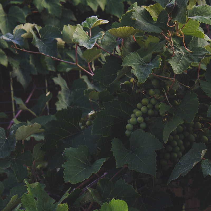 Clos Adrien