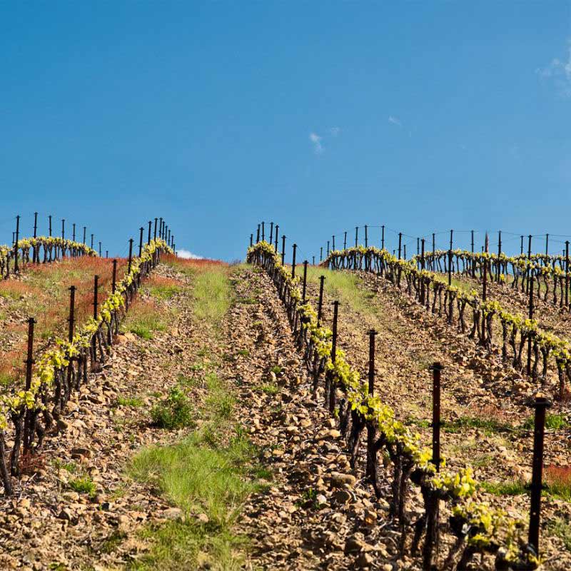 Clos Padulis