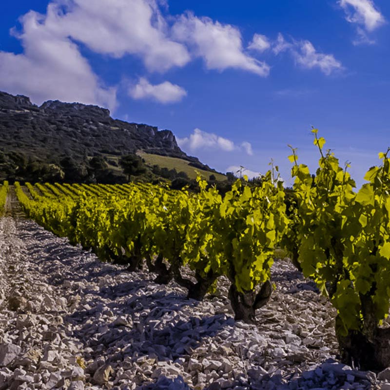 Domaine Le Clos des Cazaux