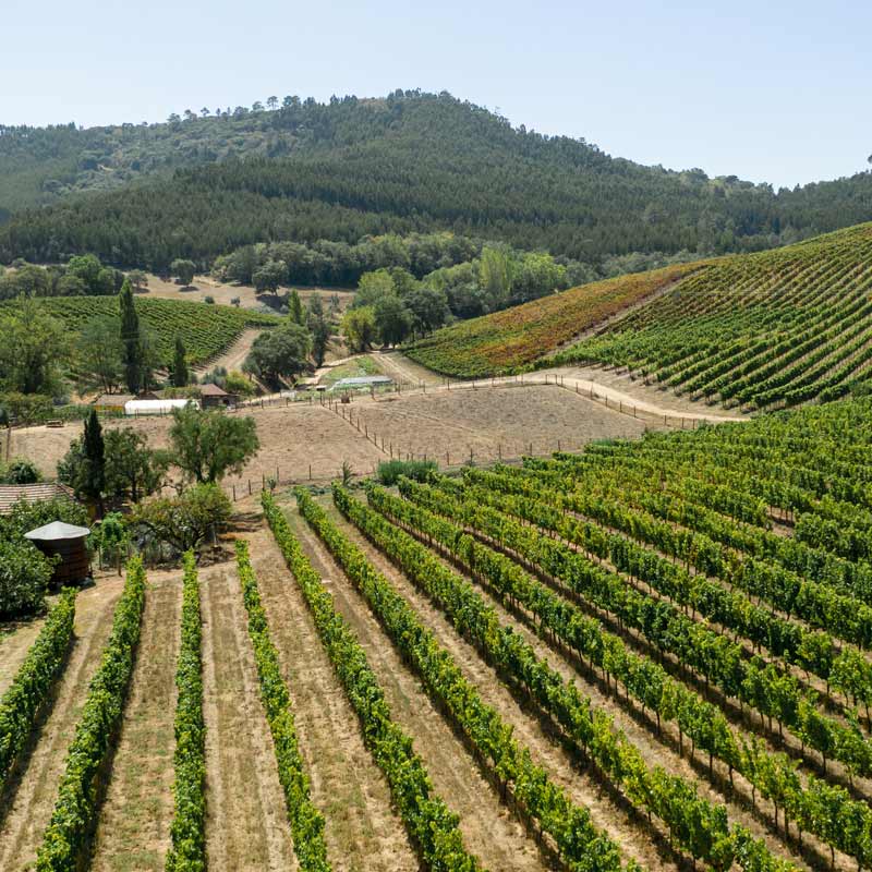 Clos la Roquète